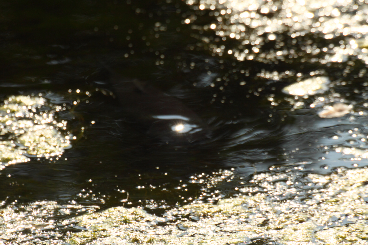 2014 08 04 HTP 77846